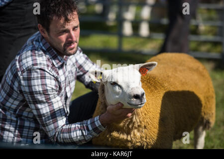 Texal Schafe urteilen, südlichen Landwirtschaft zeigen, Insel Man. Stockfoto