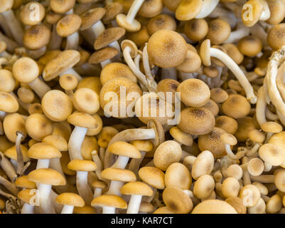 Full Frame Hintergrund zeigen viele essbare Pilze Stockfoto