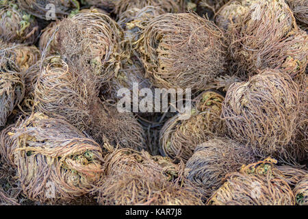 Full Frame Bild mit viel trockener Rose von Jericho Pflanzen Stockfoto