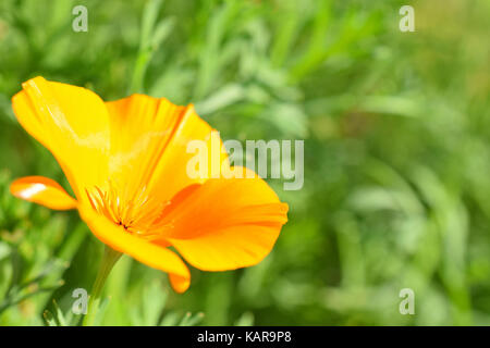 Eschscholzia californica, auch bekannt als Kalifornischer Mohn, Kalifornischer Mohn, golden Poppy, Kalifornien, Sonnenlicht und Tasse Gold. Stockfoto