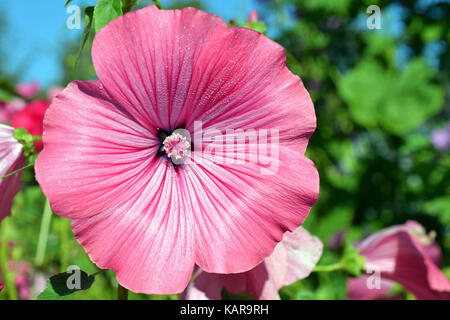 Rosa Blume von Lavatera trimestris, Silver Cup. Auch bekannt als jährliche, Rose, Royal oder Regal Mallow. Stockfoto