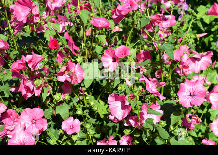 Rosa Blüten von Lavatera trimestris, Silver Cup. Auch bekannt als jährliche, Rose, Royal oder Regal Mallow. Stockfoto