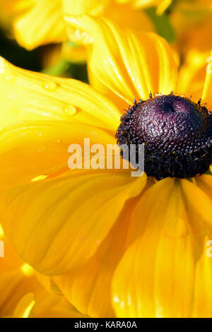 Nahaufnahme des Rudbeckia hirta var. pulcherrima gelbe Blume. gemeinhin als Black Eyed Susan. Auch bekannt als Brown-Eyed Susan, ein paar Tautropfen auf Blütenblätter Stockfoto