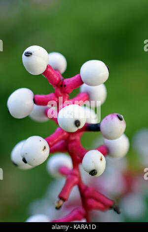 Weiß baneberry (Actaea Alba) auch als Augen des Weißen Puppe bekannt. Vertikale Nahaufnahme Bild. Stockfoto