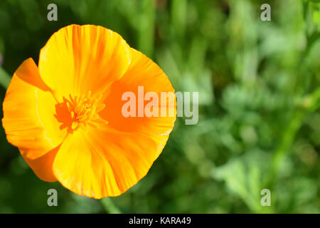 Eschscholzia californica, auch bekannt als Kalifornischer Mohn, Kalifornischer Mohn, golden Poppy, Kalifornien, Sonnenlicht und Tasse Gold. Stockfoto