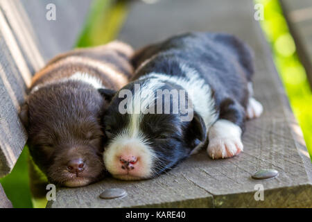 Zwei kleine Welpen Hunde schlafen auf holzbank Stockfoto