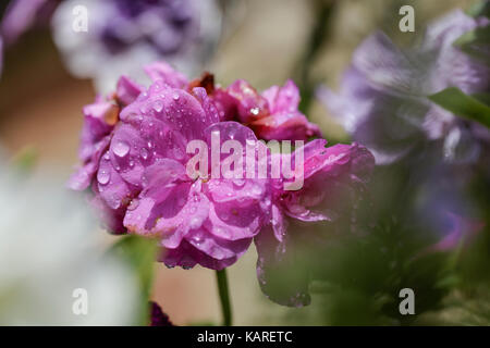 Nahaufnahme der Ivy leaf Geranie mit Tautropfen auf rosa Blütenblätter Stockfoto