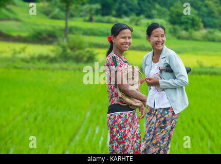 Burmesische Frauen arbeiten auf einem Reisfeld im Shan-Staat Myanmar Stockfoto