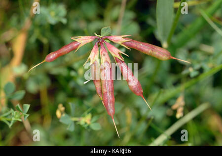 Common Bird's-foot Trefoil - Lotus corniculatus Samenkapseln Stockfoto