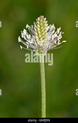 Hoary Spitzwegerich - Plantago media Blume Spike mit Antheren Stockfoto