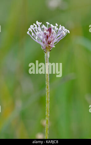 Hoary Spitzwegerich - Plantago media Blume Spike mit Antheren Stockfoto