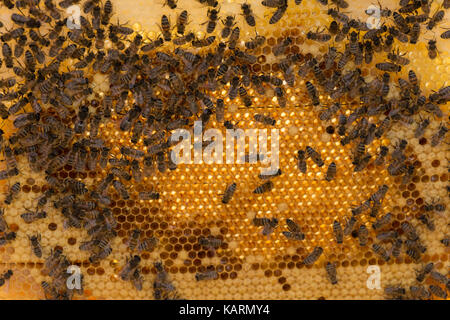 Bienen auf Waben mit Honig Schichten Nektar in Zellen Stockfoto