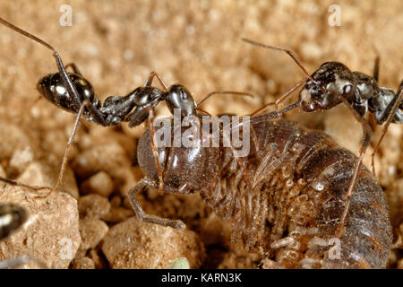 Auf dem Tausendfüßler werden Ameisen abgescannt Stockfoto