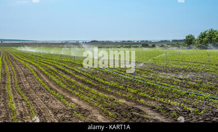 Das Bewässerungssystem auf einem großen Bauernhof Feld Stockfoto