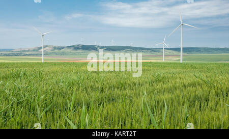 Windenergieanlagen von Dobrogea, Rumänien Stockfoto