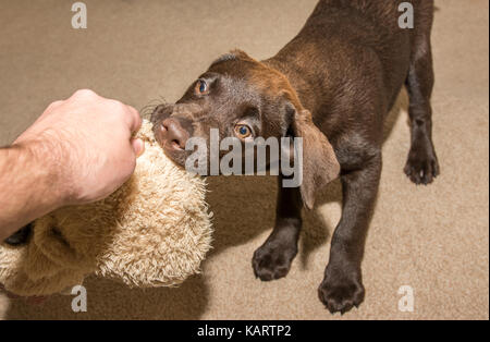 Blick auf eine Chocolate Labrador Welpe mit einem Stoffspielzeug im Familienzimmer Stockfoto