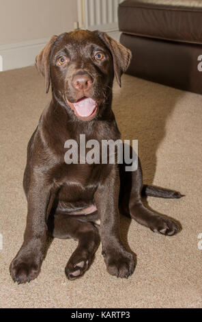 Detailansicht eines 3-Monate-alten Chocolate Labrador sitzen auf einem cremefarbenen Teppich im Familienzimmer Stockfoto