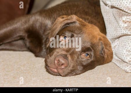 Detailansicht eines 3-Monate-alten Chocolate Labrador liegen auf einem cremefarbenen Teppich Stockfoto