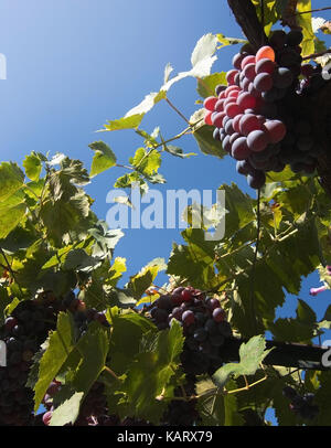 Die Trauben reifen auf Lager in einem mallorca Weinberg an einem sonnigen Tag auf Mallorca, Spanien. Stockfoto