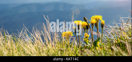 Blumen auf dem Hintergrund der Berge gezeigt. Karpaten. Die Ukraine Stockfoto