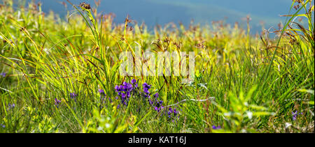 Blumen auf dem Hintergrund der Berge gezeigt. Karpaten. Die Ukraine Stockfoto