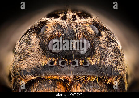 Extreme Vergrößerung - Wolf Spider (Lycosidae) Stockfoto