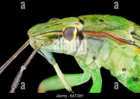 Extreme Vergrößerung - Grün stinken bug Nymphe (Nezara antennata) Stockfoto