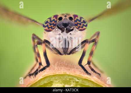 Extreme Vergrößerung - Pferdebremse Stockfoto