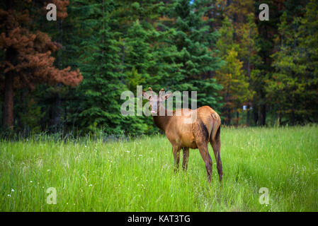 Junge männliche Elch oder Wapiti (Cervus canadensis) in Banff National Park, Alberta, Kanada Stockfoto