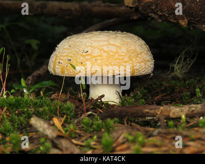 Amanita sp. pilzzucht im Juni im Pazifischen Nordwesten Nadelwald Stockfoto