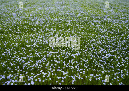 Blume Bereich von Dobrogea, Rumänien Stockfoto