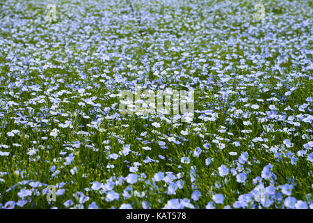 Blume Bereich von Dobrogea, Rumänien Stockfoto