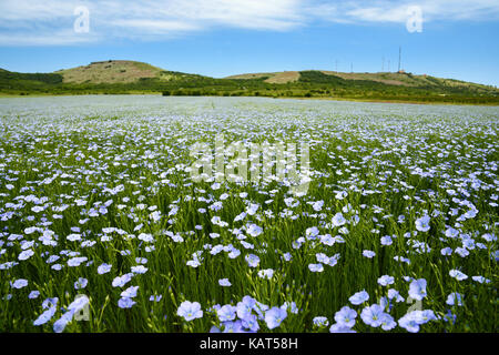 Blume Bereich von Dobrogea, Rumänien Stockfoto