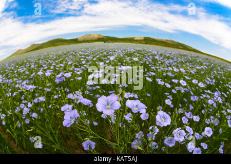 Blume Bereich von Dobrogea, Rumänien Stockfoto