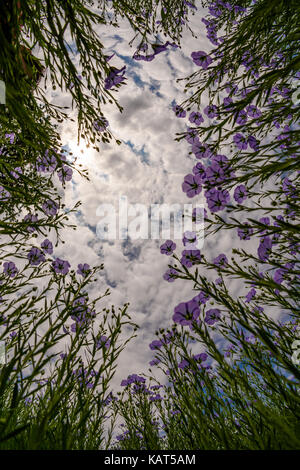 Blume Bereich von Dobrogea, Rumänien Stockfoto