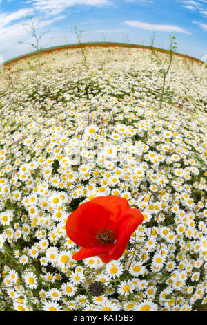 Blume Bereich von Dobrogea, Rumänien Stockfoto