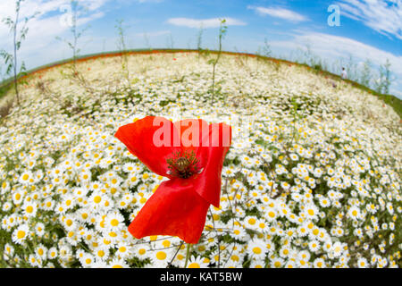 Blume Bereich von Dobrogea, Rumänien Stockfoto