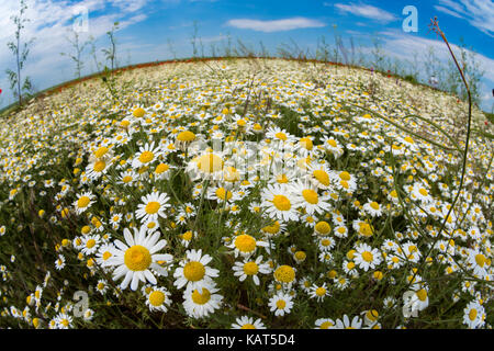 Blume Bereich von Dobrogea, Rumänien Stockfoto