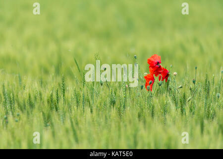 Blume Bereich von Dobrogea, Rumänien Stockfoto