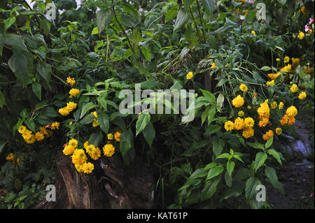 Rudbeckien Blumen in der Nähe bis Anfang Herbst. Stockfoto