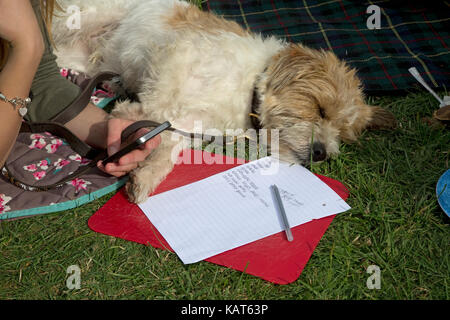 Jugendliche hand Handy schlafen Terrier und Aufgabenliste Cotswolds uk Stockfoto