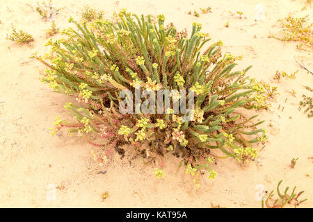 Meer-Wolfsmilch, Euphorbia Paralias, Euphorbiaceae Blüte in Sanddünen, Insel La Graciosa, Lanzarote, Kanarische Inseln, Spanien Stockfoto