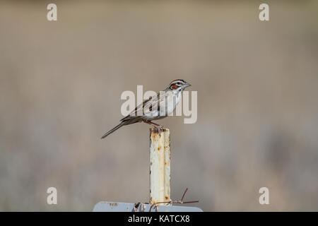 Lerche sparrow (chondestes grammacus) auf einem Schild am Rocky Mountain Arsenal, Colorado, USA, thront. Stockfoto