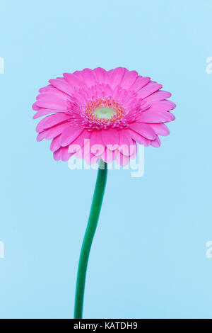 Blume Kopf auf Stammzellen von transvaal Daisy. Stockfoto