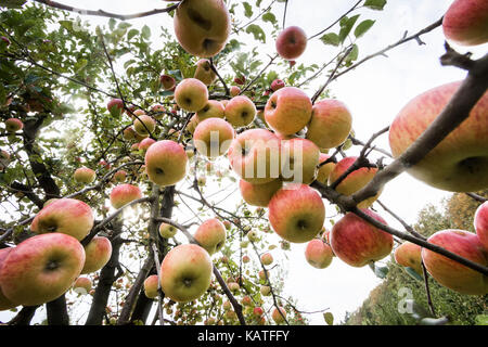 Ein Baum voller Äpfel können am Lohrberg in Frankfurt am Main, Deutschland, 24. September 2017 gesehen werden. Die Apfelernte in Hessen ist wegen der Frost im Frühjahr aus Marmor. Foto: Frank Rumpenhorst/dpa Stockfoto