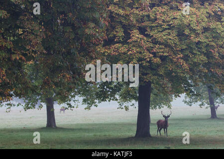 Windsor, Großbritannien. 27 September, 2017. Ein Hirsch in der Morgendämmerung im Nebel im Windsor Great Park. Es ist eine Herde von rund 500 Rotwild innerhalb der Deer Park Gehäuse im Windsor Great Park, alle von vierzig Hinds und zwei Hirsche im Jahre 1979 durch den Herzog von Edinburgh eingeführt. Credit: Mark Kerrison/Alamy leben Nachrichten Stockfoto