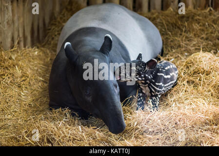 Edinburgh, Großbritannien. 27 Sep, 2017. Edinburgh Zoo feiert die Geburt eines kleinen Mädchens Malayan Tapir Kalb namens Maya. Es ist hier dargestellt, neben seiner Mutter Sayang. Die malayan Tapir ist eine gefährdete Arten mit weniger als 3000 Links in der Wildnis. Credit: Andy Catlin/Alamy leben Nachrichten Stockfoto