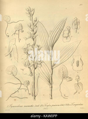 Eine botanische Darstellung der Orchideenart Xenia orchidacea. Das Bild zeigt detaillierte Merkmale der Blume und hebt ihre Schönheit und Klassifizierung in der Orchideenfamilie hervor. Stockfoto