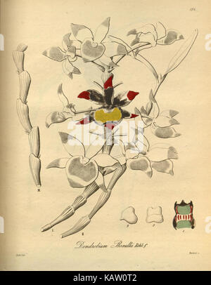 „Xenia orchidacea (Tab. 194)“ bezieht sich auf eine botanische Darstellung der Orchideenart Xenia orchidacea, die ihre einzigartigen Merkmale darstellt und zur Erforschung der Pflanzenarten und der biologischen Vielfalt beiträgt. Stockfoto