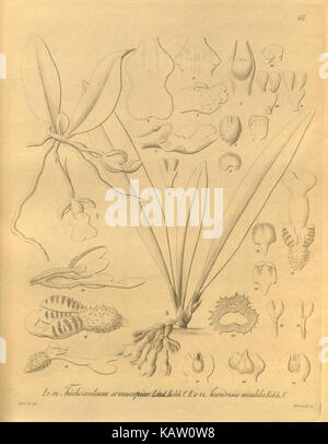 Botanische Illustration aus Xenia orchidacea, Tabelle 177, Darstellung von Orchideenarten im wissenschaftlichen Detail zur taxonomischen Referenz. Stockfoto